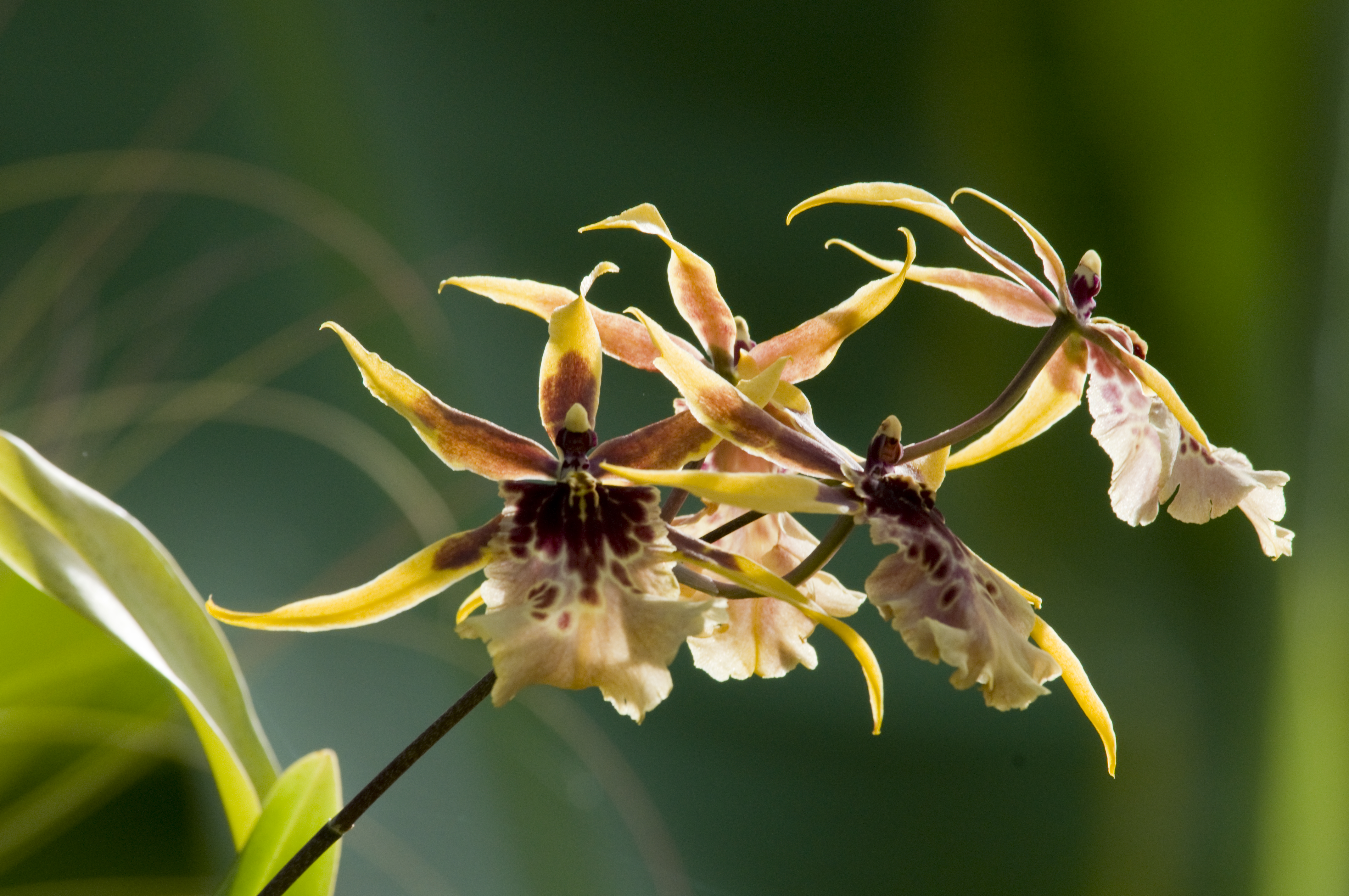 Orchid Wallpaper Chicago Botanic Garden