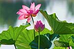 Lotus blooming