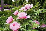 Peonies