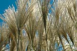 PHOTO: grasses
