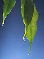 PHOTO: leaves with water
