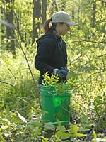 PHOTO: removing garlic mustard
