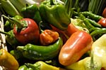 PHOTO: peppers