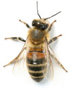 PHOTO: bee