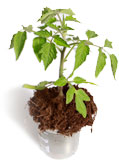Get a free Mexico Midget tomato plant!