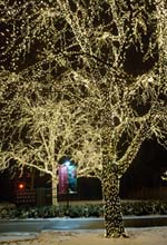 PHOTO: Lighted trees