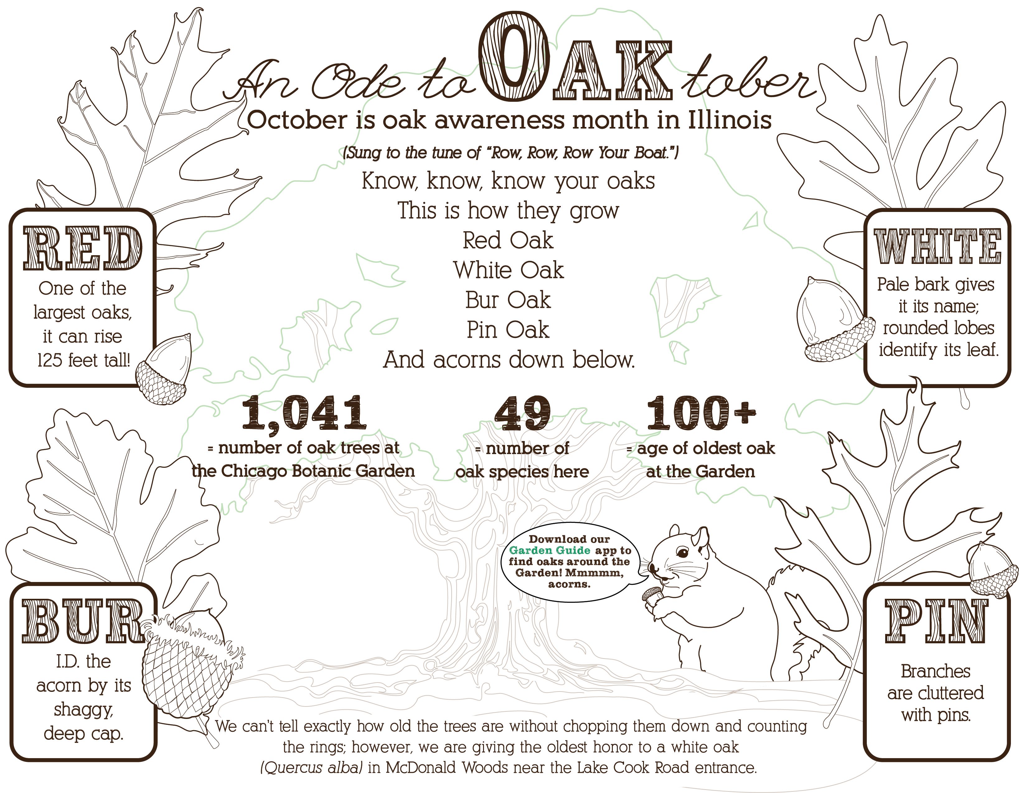 Oaktober Graphic