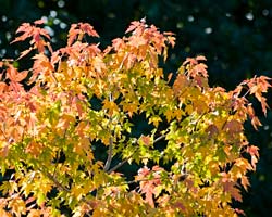 October October