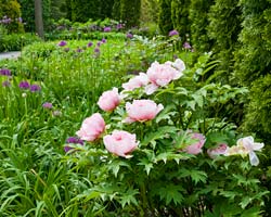 Annual and Perennial Care Annual and Perennial Care
