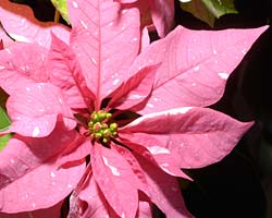 Holiday Plant Care