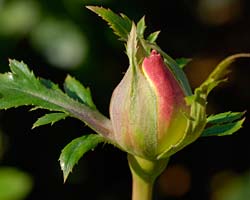 Rose Care