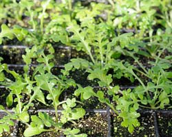 Indoor Plant Care Indoor Plant Care
