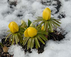 March March