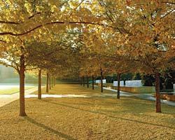 Elms November