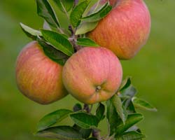 apples