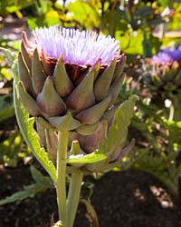 Artichoke