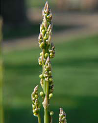 asparagus