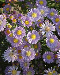 Aster