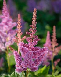 Astilbe