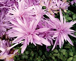 Autumn Crocus