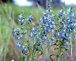 Azure Blue Sage