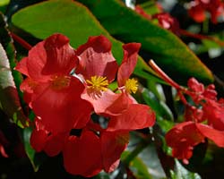 Begonia