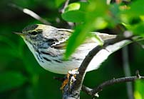 PHOTO: Fall Bird Walk
