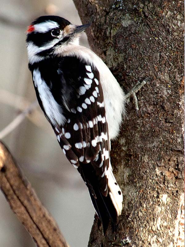 Woodpecker, Downy*** | Chicago Botanic Garden