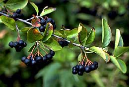 Black Chokeberry