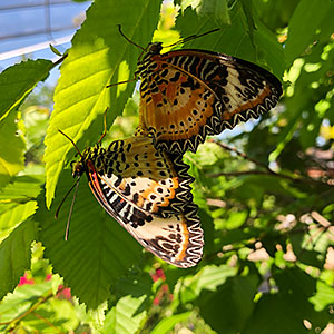 Mating leopard lacewings (Cethosia cyane)