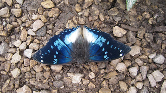 Blue-spotted Charaxes (Charaxes cithaeron)