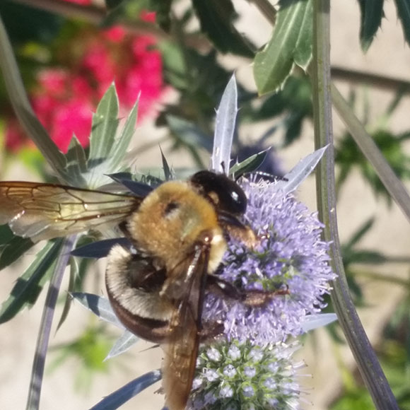 PHOTO: a carpenter bee perched on a eryngo flower.