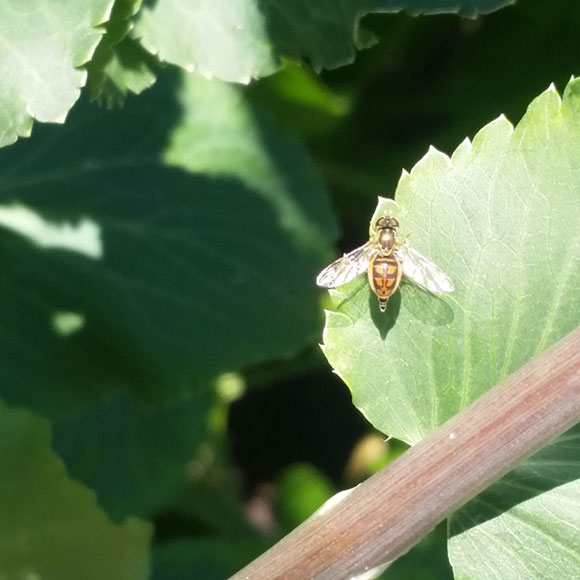 PHOTO: flower fly on a leaf.