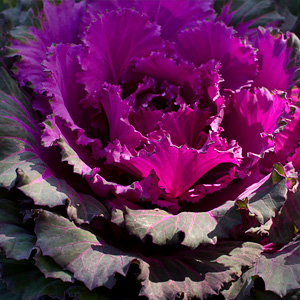 Brassica varieties - ornamental cabbage