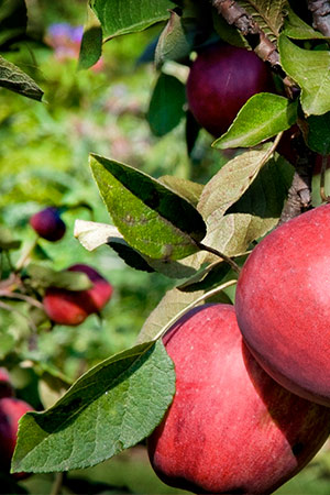 Regenstein Fruit & Vegetable Garden Fruit Trees