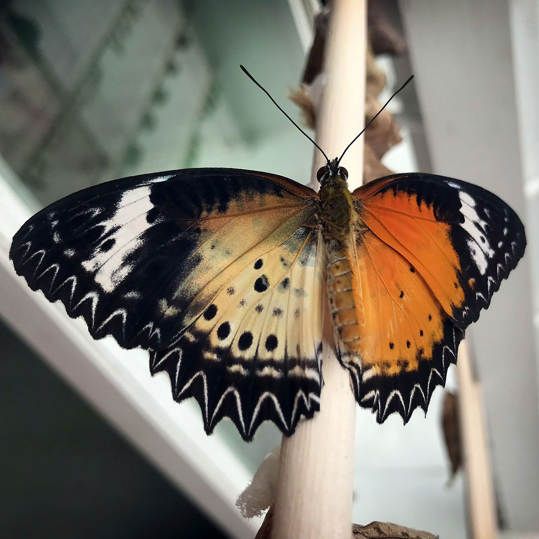 gynandromorphic butterfly