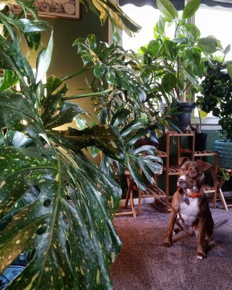Weaver's dog, Pepin, isn't so sure about the monstera coming along for the move.