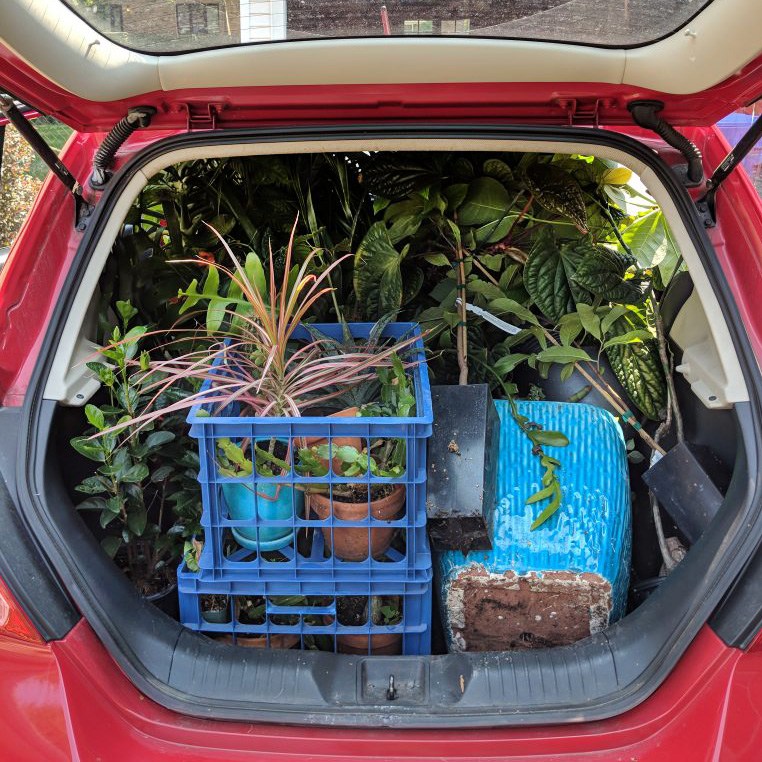Weaver's trunk-load of houseplants.