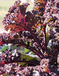 Brassica oleraceae ‘Redbor’