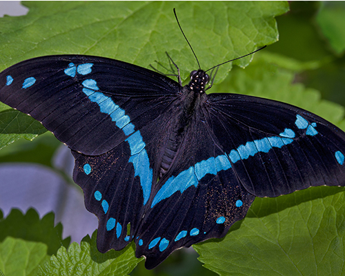 Blue Swallowtail Butterfly Facts 62