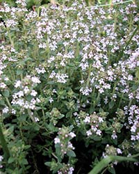 Lesser Calamint