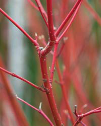 Cardinal Red-twig Dogwood