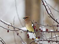 Cedar Waxwing