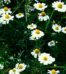 chamomile