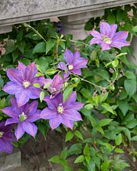 Clematis Spp