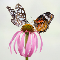 Butterflies on Coneflower