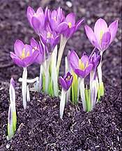 crocus