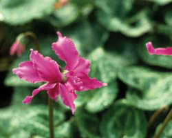 Florist Cyclamen