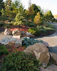 Dwarf Conifer Garden