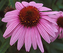 echinacea